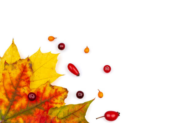 istock Autumn maple leaf and autumn berries on a white background. 1237905730