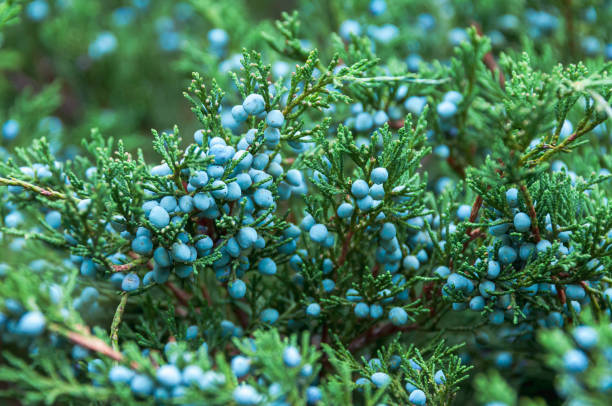 istock The blue berries of the coniferous tree, juniper. 1237912551