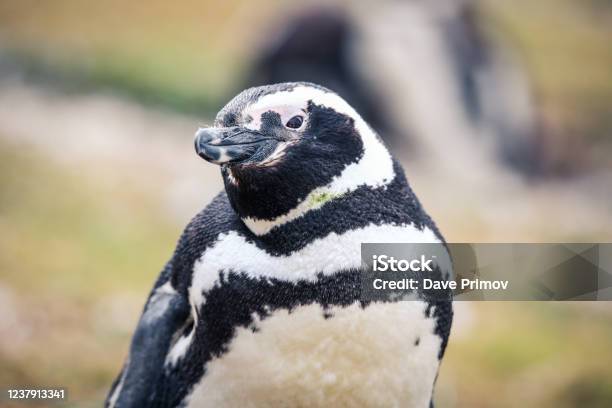 The Magellanic Penguins In The Natural Sanctuary On The Magdalena Island Stock Photo - Download Image Now