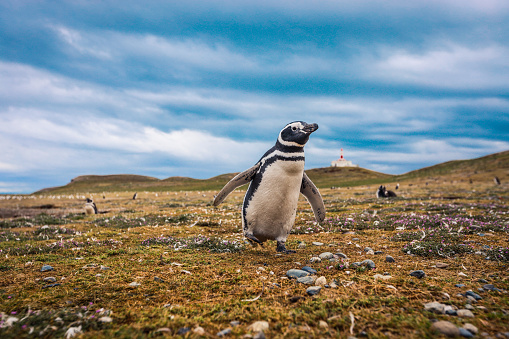 Los pinguinos de Magallanes con el fondo del Faro de la Isla Magdalena photo