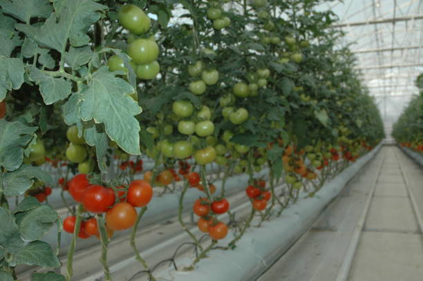 istock soilless agriculture greenhouse 1237935217