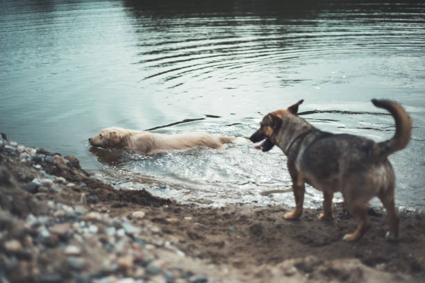 istock Two dogs swimming in lake 1237942079