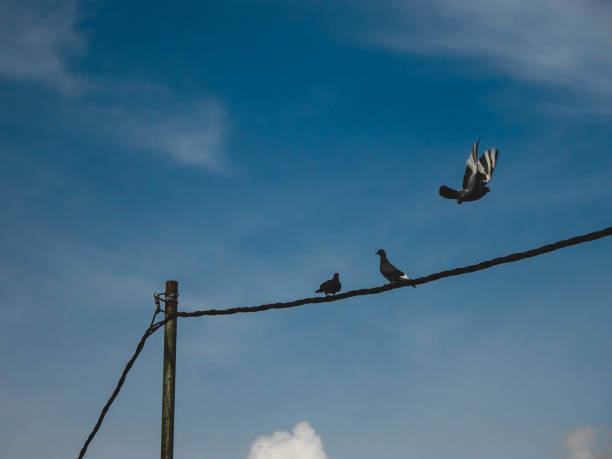 istock Pigeons and electric cables 1237947936