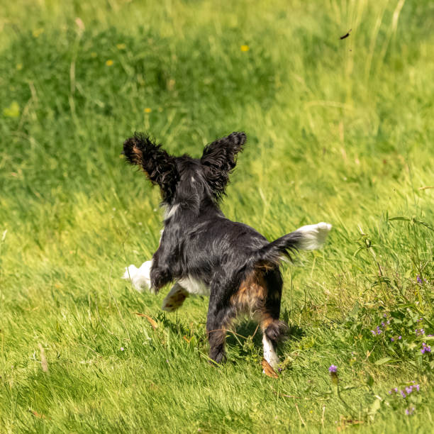 istock a cute puppy running on the lawn 1237956563
