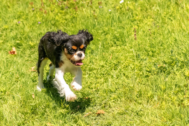 istock a cute puppy running on the lawn 1237974051