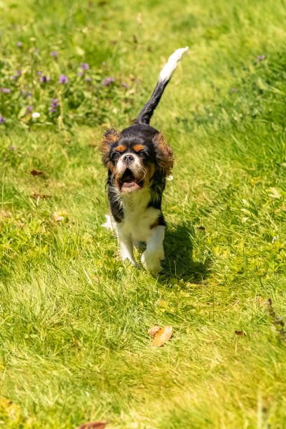 istock a cute puppy running on the lawn 1237974568