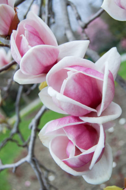 istock Background of blooming pink magnolia flowers. 1237980452