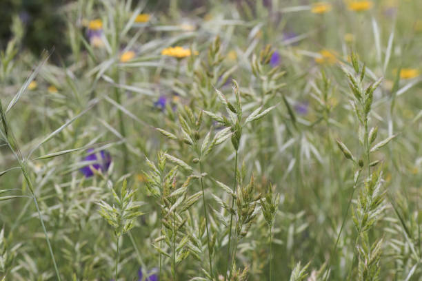 prado de primavera verde por gramíneas vistas de perto - wood grain flash - fotografias e filmes do acervo
