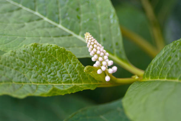 White flowers and green leaves of Phytolacca acinosa grass. Indian pokeweed after the rain. White flowers and green leaves of Phytolacca acinosa grass. Indian pokeweed after the rain. Closeup. european white hellebore stock pictures, royalty-free photos & images