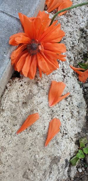istock red poppies in summer, beautiful vibrant flowers on a gray surface 1238008559