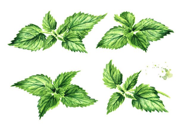 świeży młody zielony zestaw ziół pokrzywy. ręcznie rysowana ilustracja akwarelowa, wyizolowana na białym tle - stinging nettle herb herbal medicine leaf stock illustrations