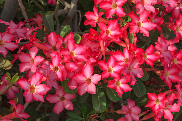 Dubai, UAE - The Plant Commonly Referred To As The Desert Rose Is Used Extensively In Landscaping By The Road Due To Its Ability to Withstand The Hot Arabian Summers And Yet Produce Flowers Right Around the Year. The Desert Rose grows easily in the United Arab Emirates. Growing to a height of about 4-5ft, this succulent plant is a member of the same family as Plumeria. Its swollen, often twisted, trunk is pale grey. The leaves are glossy, and club-shaped. The flowers are trumpet-shaped.  In Dubai pink to crimson and red colors are most commonly seen by the roadside. In spite of very hot summers in the UAE, the plant blooms almost through out the year. Botanical Name: Adenium Obesum adenium obesum stock pictures, royalty-free photos & images