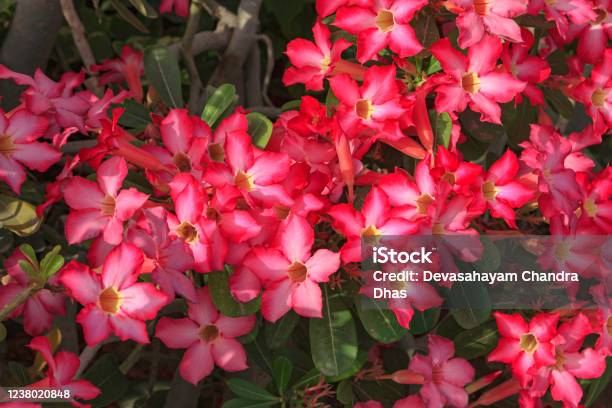 Dubai Uae The Plant Commonly Referred To As The Desert Rose Is Used Extensively In Landscaping By The Road Due To Its Ability To Withstand The Hot Arabian Summers And Yet Produce Flowers Right Around The Year Stock Photo - Download Image Now