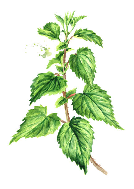 świeże młode zielone zioło pokrzywy na łody. ręcznie rysowana ilustracja akwarelowa, wyizolowana na białym tle - stinging nettle herb herbal medicine leaf stock illustrations