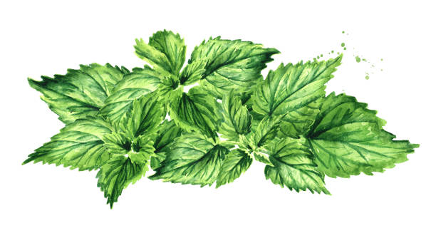 świeże młode zielone zioło pokrzywy. ręcznie rysowana ilustracja akwarelowa izolowana na białym tle - stinging nettle herb herbal medicine leaf stock illustrations