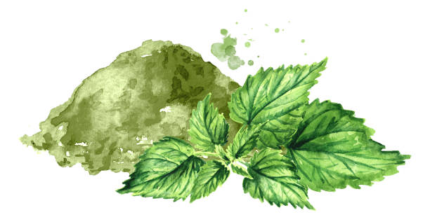 proszek pokrzywy i świeże młode zielone zioło pokrzywy. ręcznie rysowana ilustracja akwarelowa, wyizolowana na białym tle - stinging nettle herb herbal medicine leaf stock illustrations