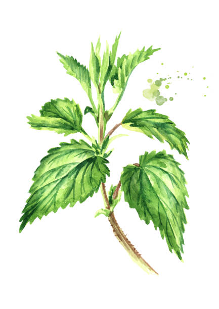 świeże młode zielone zioło pokrzywy na łody. ręcznie rysowana ilustracja akwarelowa izolowana na białym tle - stinging nettle herb herbal medicine leaf stock illustrations