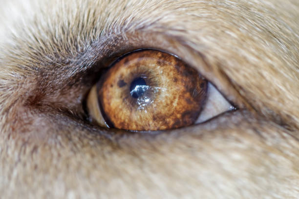 istock Labrador Retriever Young Male Eye Closeup 1238022979