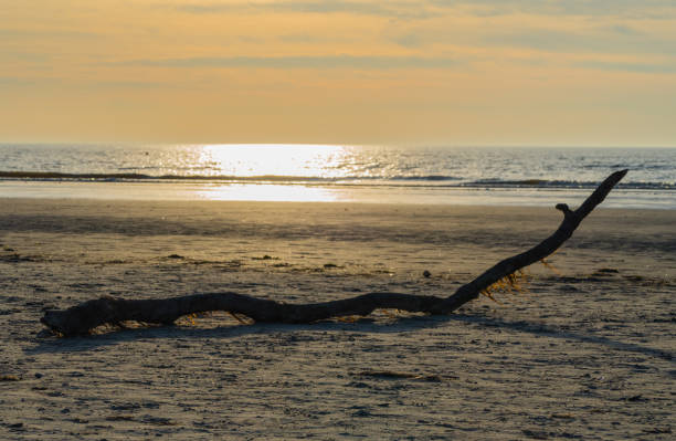 istock Branch on the Beach of St. Peter-Ording 1238024542