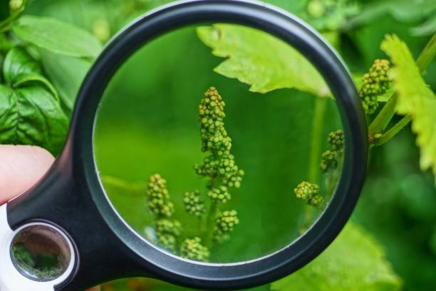 istock black magnifier in hand increases small green grapes 1238040309