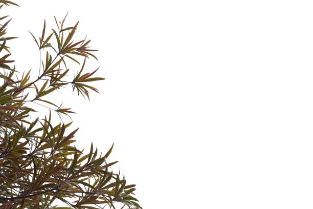 istock Tropical tree leaves with branches on white isolated background for green foliage backdrop 1238046055