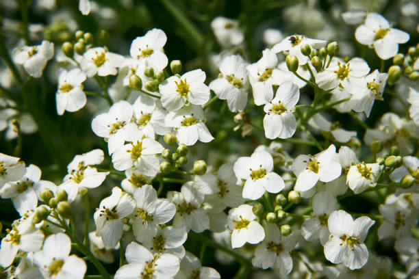 istock Defocused background with blooming white flowers. Close up 1238048165