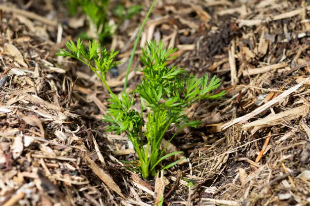 Carrot seedling in a mulch bed