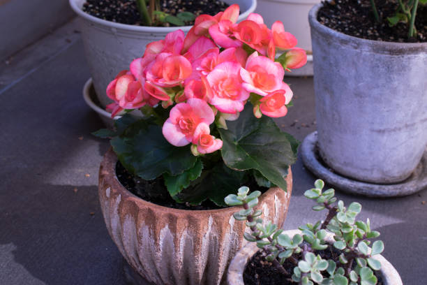 istock Pretty and beautiful pink begonia 1238061841
