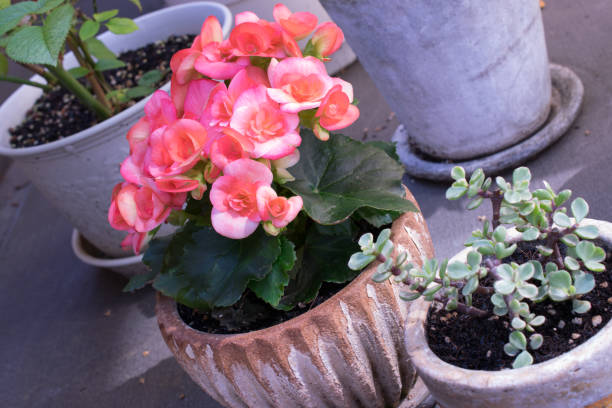 istock Pretty and beautiful pink begonia 1238061846