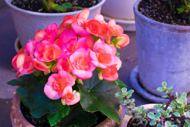 istock Pretty and beautiful pink begonia 1238065480