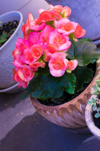 istock Pretty and beautiful pink begonia 1238069175