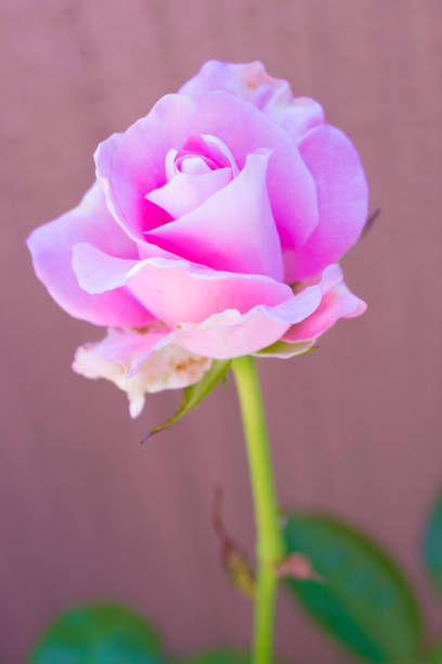 Beautiful flowers blooming outdoors
