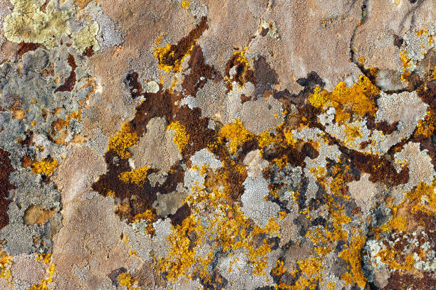 istock The texture of multi-colored moss on the stones. 1238073371