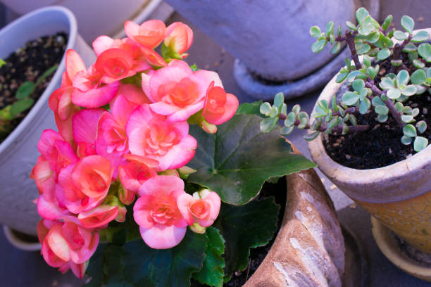 istock Pretty and beautiful pink begonia 1238076619