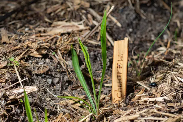 Black salsify seedling with blurred name plate in the background