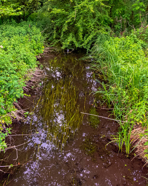 River Test in Mottisfont, Hampshire, United Kingdom River Test in Mottisfont, Hampshire, United Kingdom mottisfont stock pictures, royalty-free photos & images