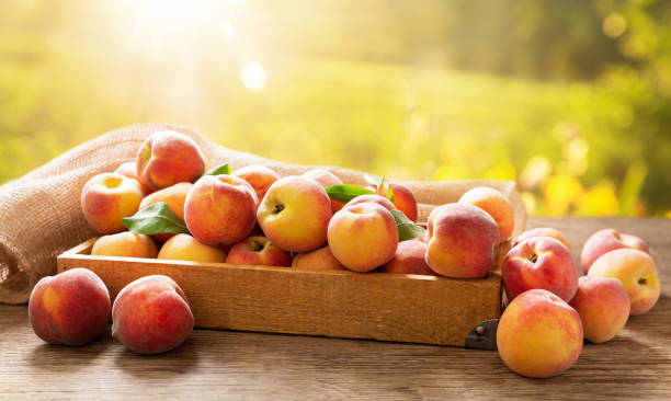 fresh ripe peaches with leaves in a wooden box