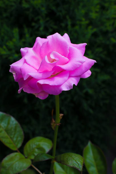 One beautiful flower taken outdoors