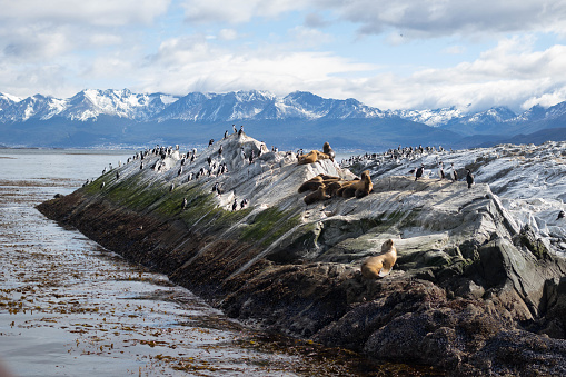 A colony of sea lions - Otaria flavescens - on a rock. In the background, the snow-covered mountains and the city of Ushuaia.
