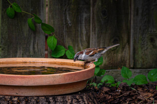 mannelijke huismus, passer domesticus, drinkwater - bird water bath garden stockfoto's en -beelden
