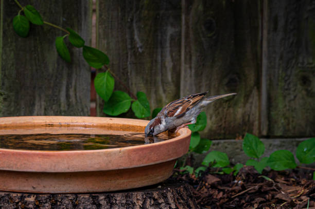 istock Male house sparrow, Passer domesticus, drinking water 1238111134