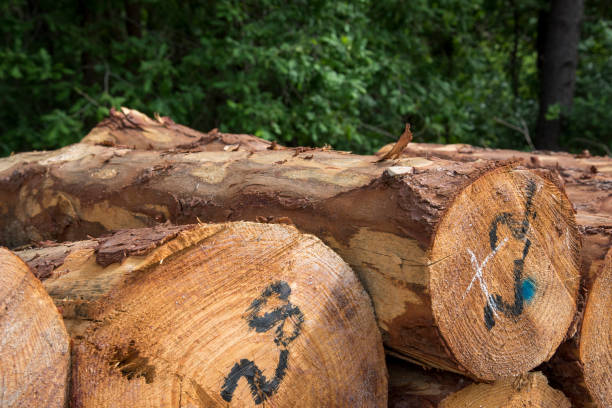 istock Stacked Wood Logs With Pine Trees 1238118724