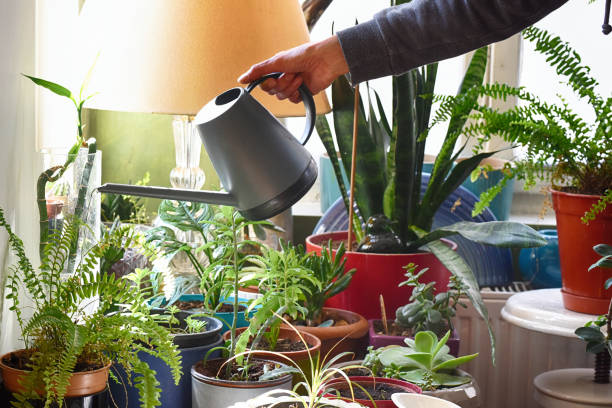 istock Indoor gardening 1238132534