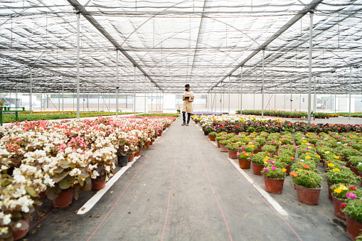 A young hispanic man working in a plant shop and looking at the flowers.
