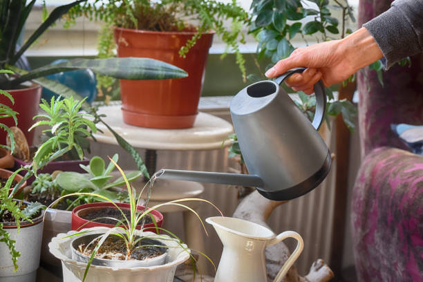 istock Indoor gardening 1238169050
