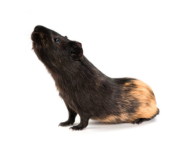 istock Guinea pig stands on its hind legs (ramps) 123817896