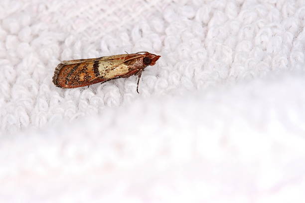 Clothing moth stock photo