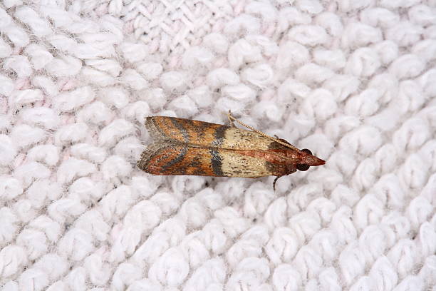 Close-up of small clothing moth with symmetrical body A closeup photo of a clothing moth (Tineola bisselliella). moth photos stock pictures, royalty-free photos & images