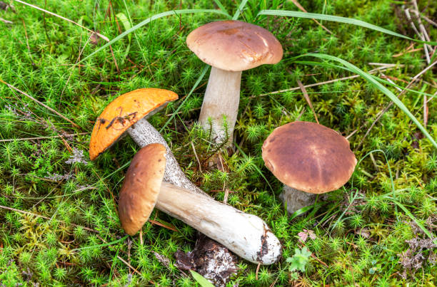 istock Forest edible mushrooms on the moss 1238205069