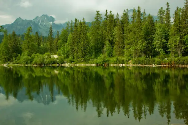 Photo of Trees reflected in Štrbské Pleso Lake